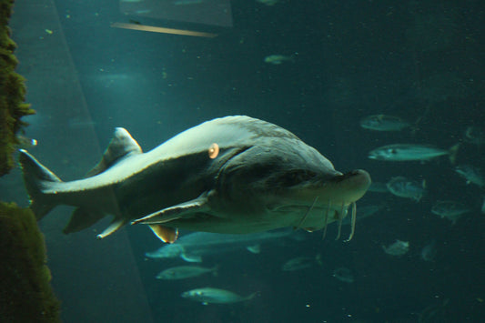 Beluga Kaviar kaufen - Der König unter den Luxus-Delikatessen